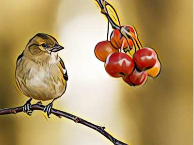 Winter Berries for Fruit-Eating Birds