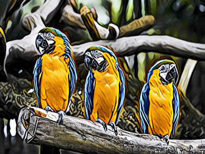 Blue-and-yellow macaw